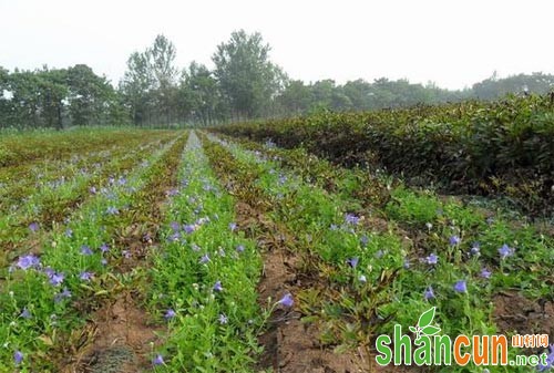 桔梗规范化种植技术要点总结