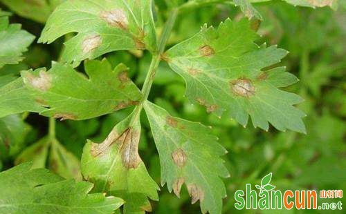 芹菜斑枯病用什么药防治