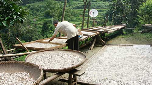 茯苓的采收和加工技术