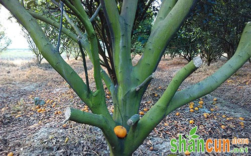 柑橘青苔病用什么药防治，柑橘青苔病的治疗