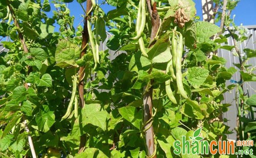 芸豆种植时间和方法