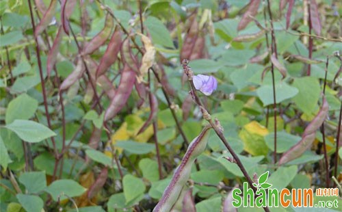 芸豆种植时间和方法