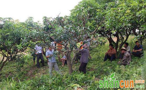 芒果什么时候施肥，芒果如何施肥