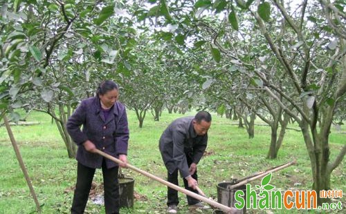 柚子什么时候施肥，柚子施肥技术