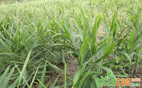 生姜什么时候种植，生姜种植技术