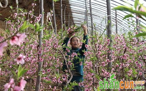 桃树什么季节剪枝最好，桃树怎么剪枝