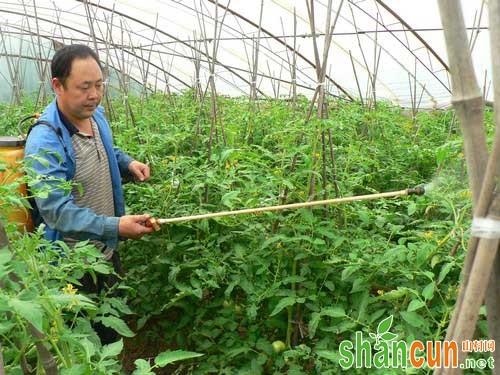 黄瓜种植增产五法