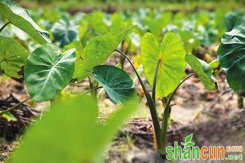 南海水香芋病虫害病因及其防治技术