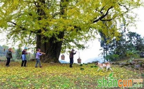 银杏落果的主要原因及防治措施