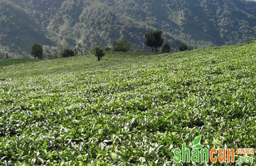 茯苓种植前景怎么样