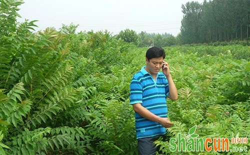 怎样种植香椿，香椿种植技术