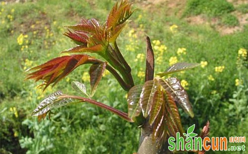 香椿种植前景及其经济效益