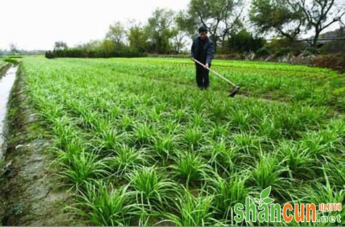 韭菜越夏巧管理