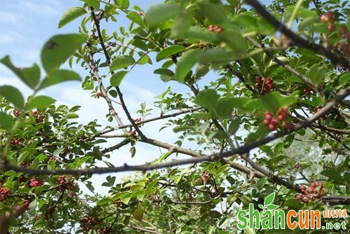 花椒褐斑病发病规律及防治技术