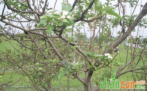 苹果树不开花怎么回事，苹果树不开花怎么办