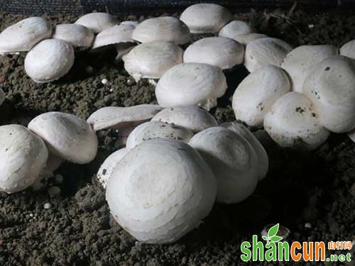 猪粪种植蘑菇