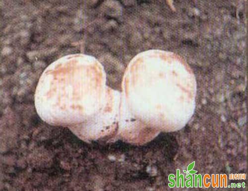 蘑菇褐斑病防治