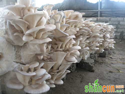 蘑菇褐斑病防治