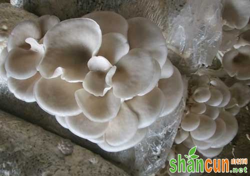 高温蘑菇 种植方法