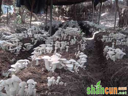 高温蘑菇 种植方法