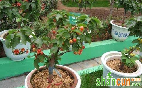盆栽樱桃怎么种，盆栽樱桃种植方法