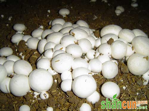 双孢蘑菇综合种植技术
