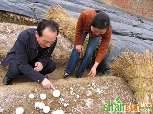 双孢蘑菇综合种植技术