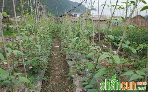 豇豆种植时间和方法