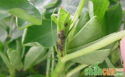 花生蚜虫怎么办，花生蚜虫防治方法