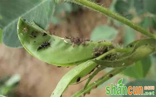 花生蚜虫怎么办，花生蚜虫防治方法