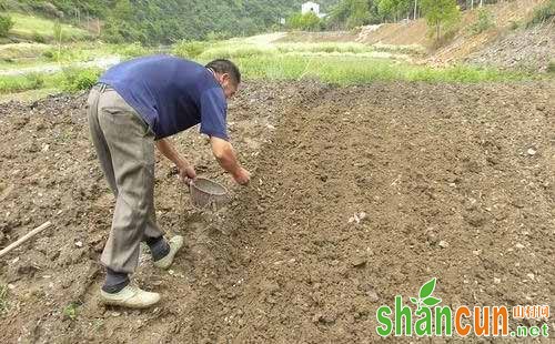 花生播种时间和播种技术要点知识总结