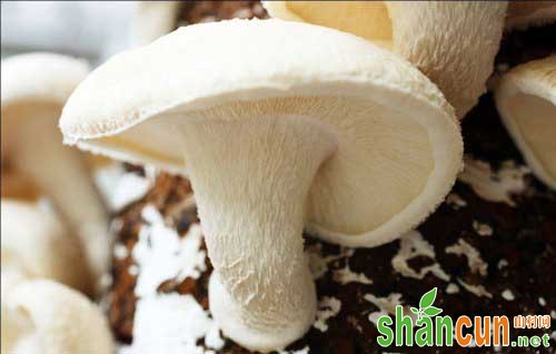 蘑菇防衰老的四种方法