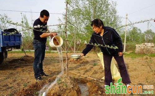 苹果树浇水最好时间和方法