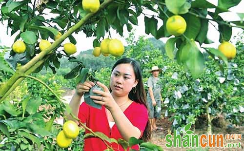 柠檬什么时候套袋，柠檬套袋技术