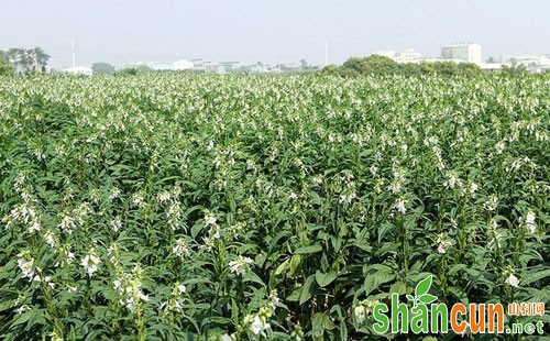 胡麻除草剂产品介绍、除草方法及使用注意事项