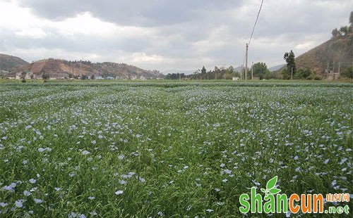 胡麻除草剂产品介绍、除草方法及使用注意事项