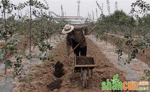 苹果树结果期综合管理技术