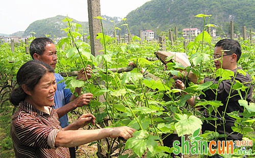 葡萄什么时间摘心，葡萄摘心技术