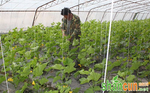 春夏秋冬四季大棚黄瓜种植技术