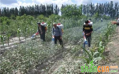 棉花除草剂产生药害的原因，棉花除草剂药害预防措施