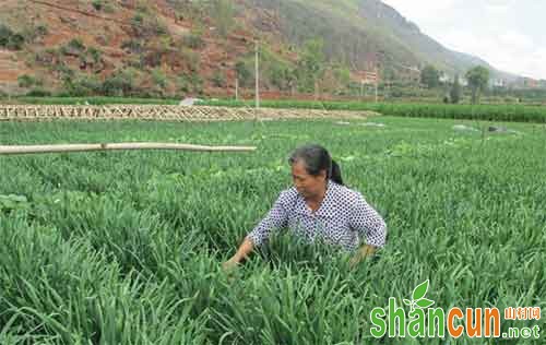 韭菜除草剂常用产品，韭菜除草剂正确使用方法