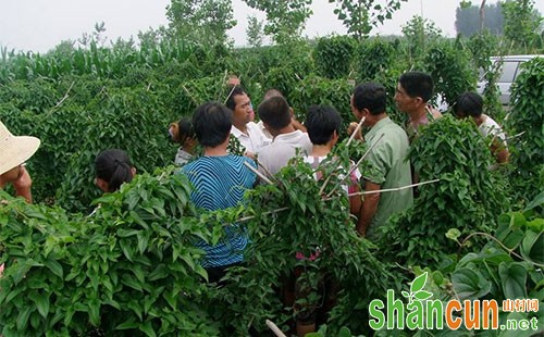 有机麻山药病虫害防治技术