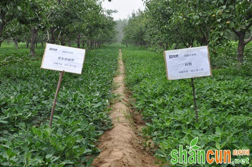 花生什么时候控旺，花生怎么控旺