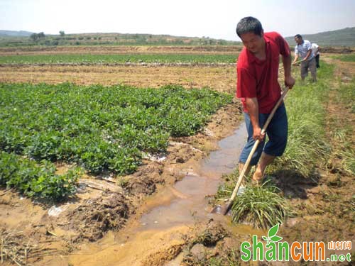 花生涝害补救措施