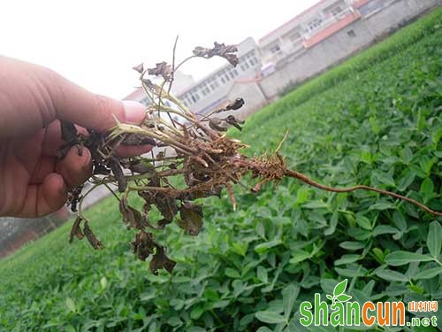 花生根腐病防治方法