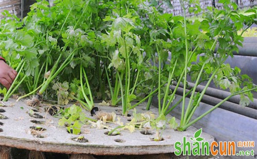 芹菜缺硼症状、原因和防治方法