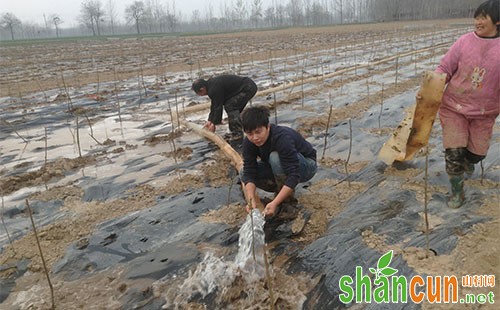 桃树什么时间浇水，桃树浇水的最佳时间