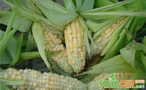 玉米缺粒的原因，玉米缺粒怎么办