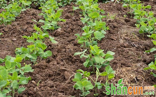 大豆专用肥肥力特性及施用效果