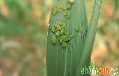 小麦蚜虫有哪些危害，如何做好小麦蚜虫防治